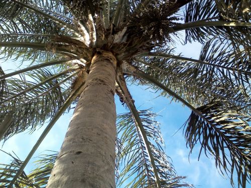 palm tree sky leaves