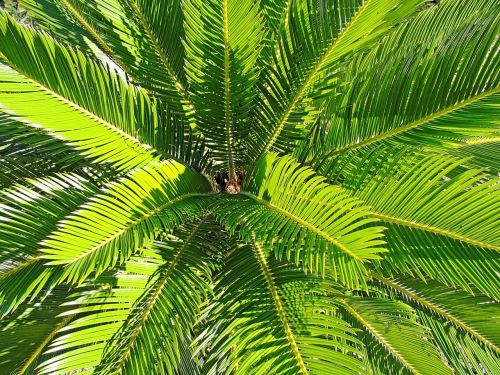 palm tree green leaves