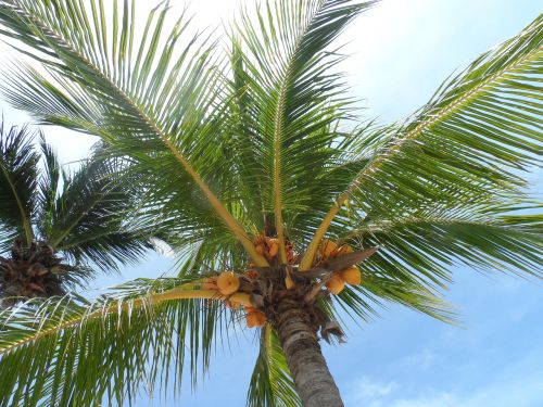 palm tree tropical beach
