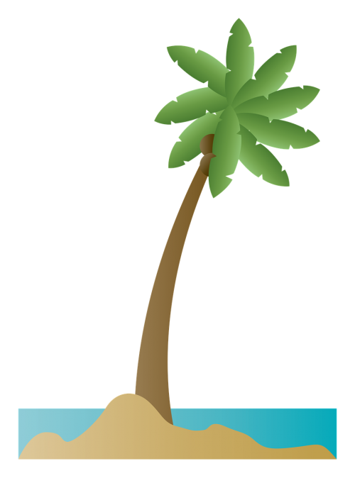 palm tree palm coconut