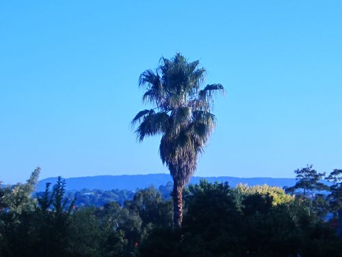 Palm Tree And Blue Skies