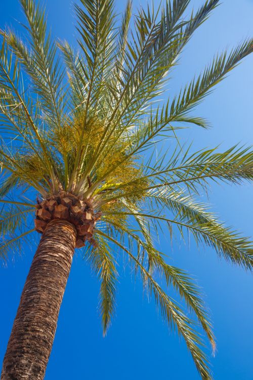 Palm Tree And Blue Sky