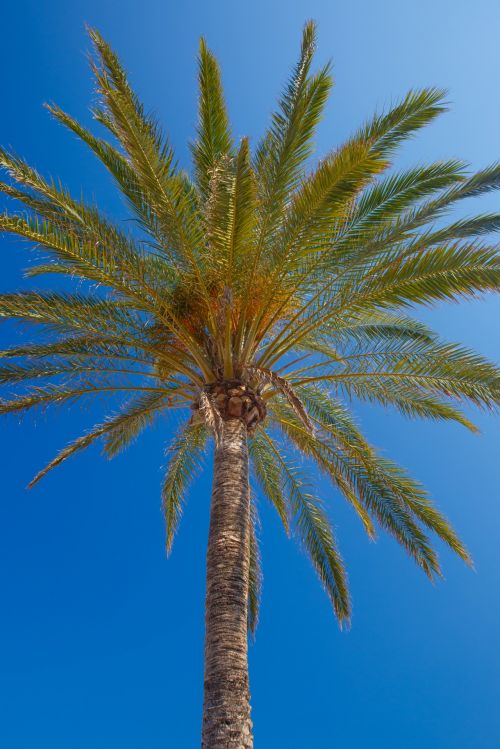 Palm Tree And Blue Sky