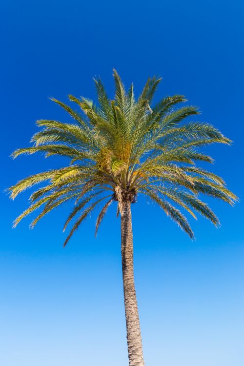 Palm Tree And Blue Sky