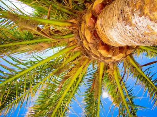 Palm Tree And Blue Sky