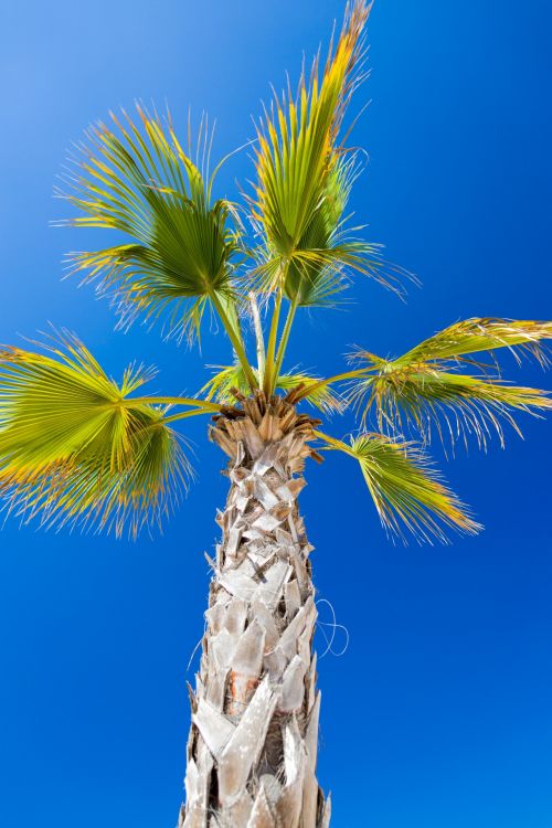 Palm Tree And Blue Sky