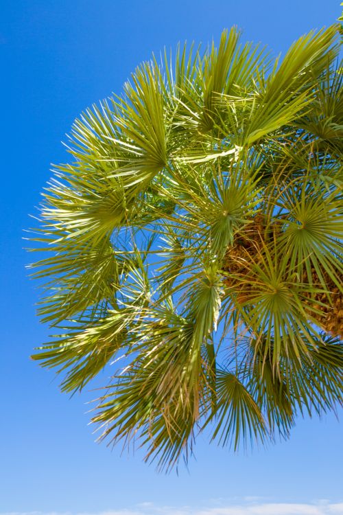 Palm Tree And Blue Sky