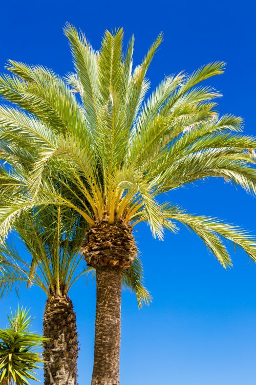 Palm Tree And Blue Sky