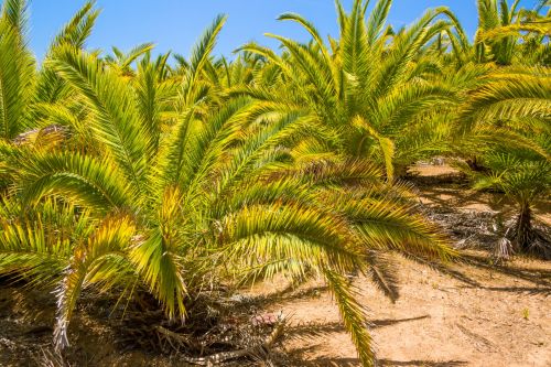 Palm Tree And Blue Sky