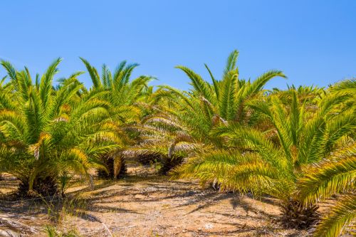 Palm Tree And Blue Sky