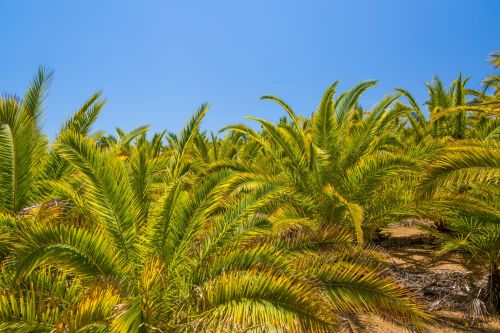 Palm Tree And Blue Sky