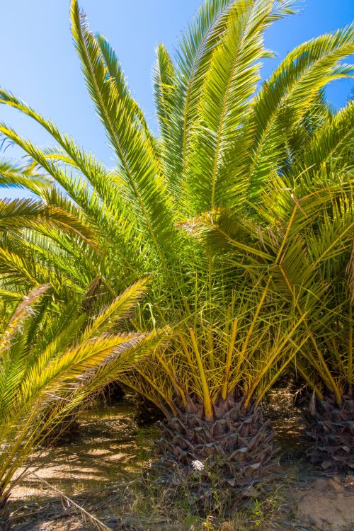 Palm Tree And Blue Sky