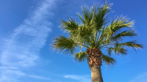 Palm Tree And Blue Sky