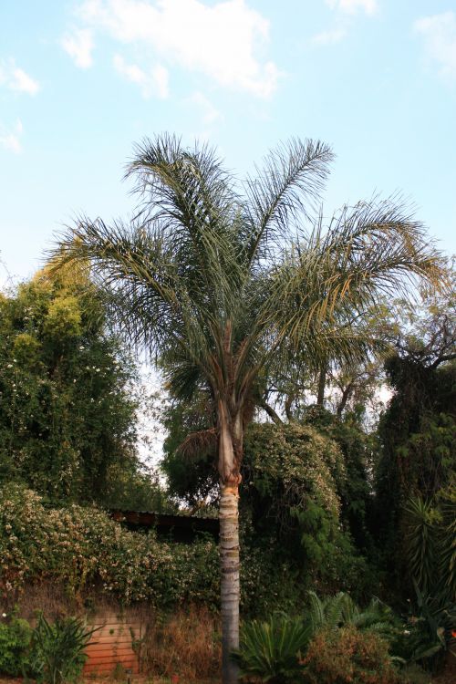 Palm Tree And Garden Wall