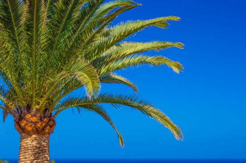 Palm Tree And Sky