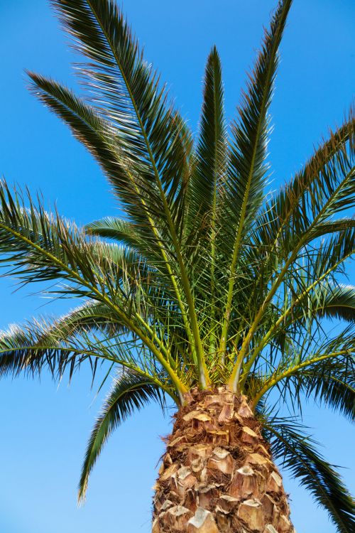 Palm Tree And Sky