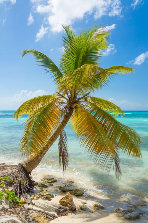 Palm Tree And The Sea