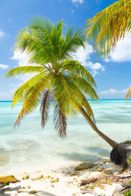 Palm Tree And The Sea