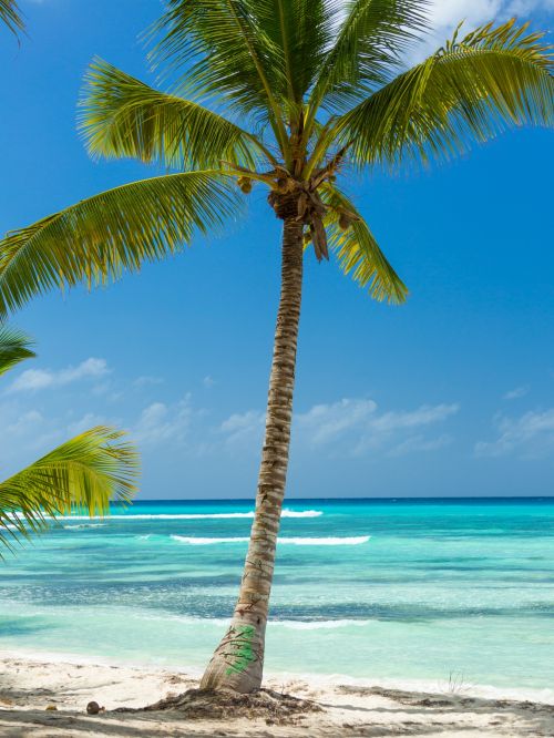 Palm Tree And The Sea