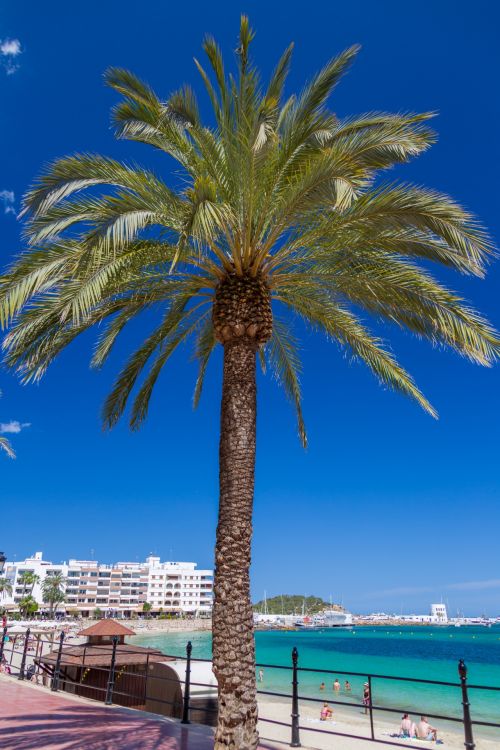 Palm Tree And The Sea