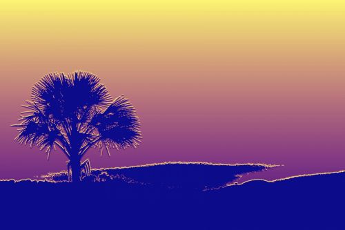 Palm Tree Background