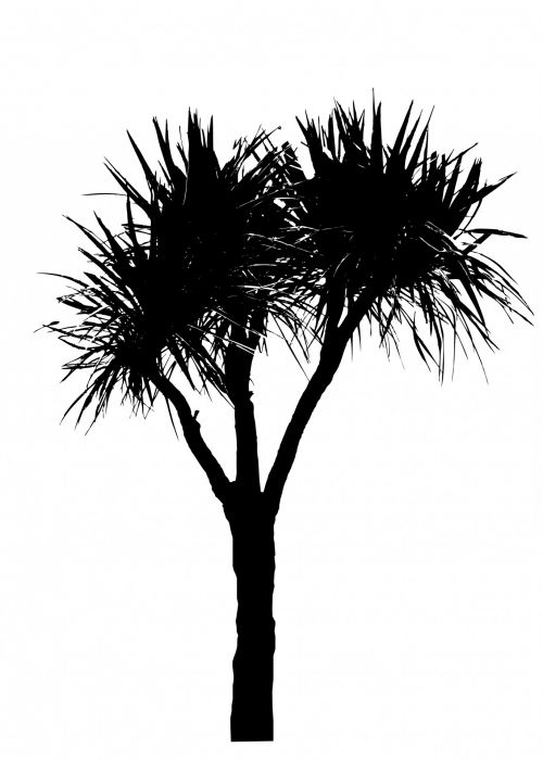 Palm Tree Black Silhouette