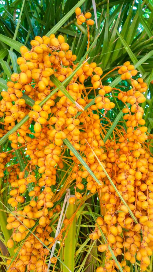 Palm Tree Fruit