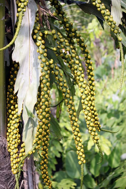 Palm Tree Fruit