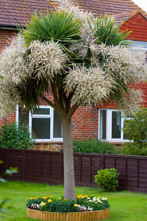 Palm Tree In Flower