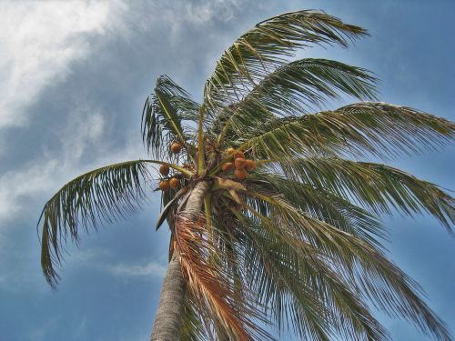 palm tree in the storm florida hurricane