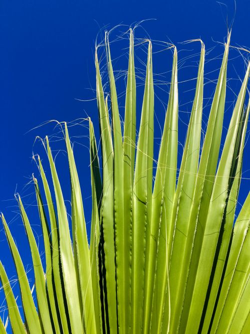 Palm Tree Leaves