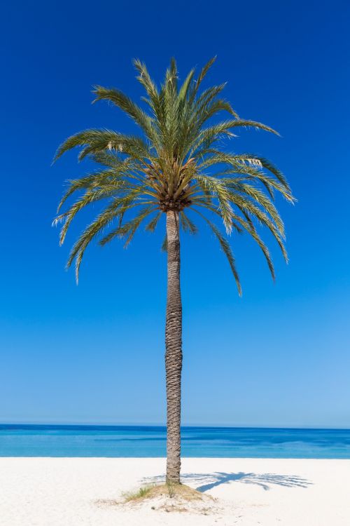 Palm Tree On The Beach