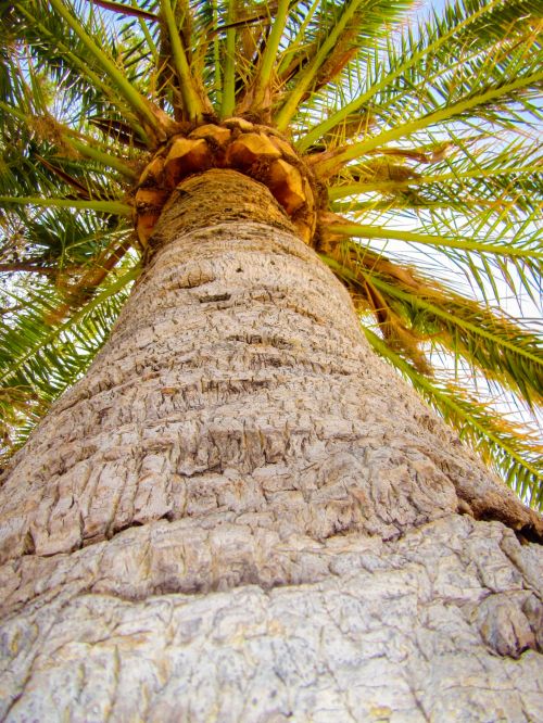 Palm Tree With Sky