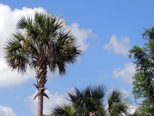 Palm Tree With Sky