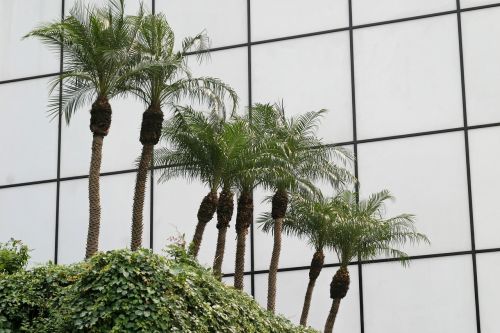 palm trees glass facade architecture