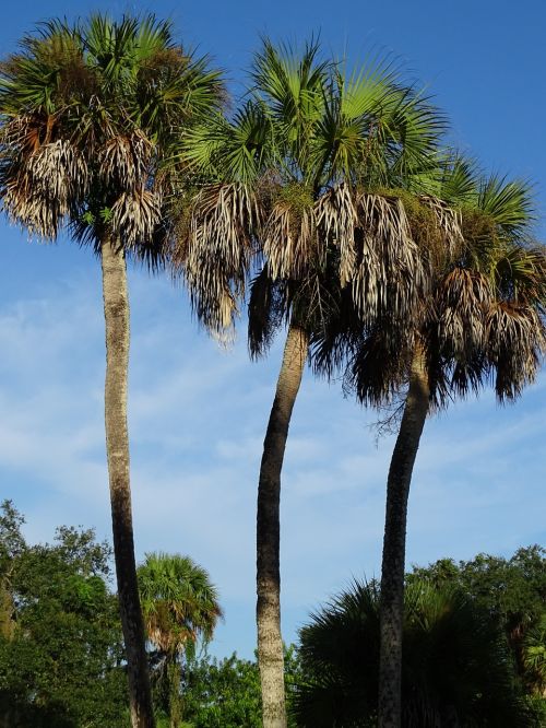palm trees tropical palm
