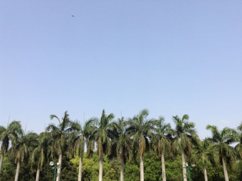 palm trees sky palm