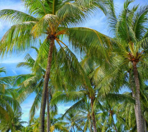 palm trees sunny palm