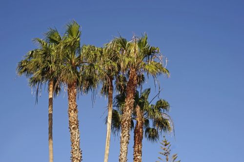 palm trees sky blue
