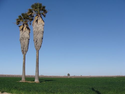 palm trees field palm