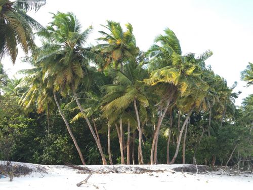 palm trees sand beach beach