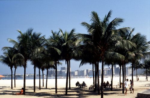 palm trees beach caribbean