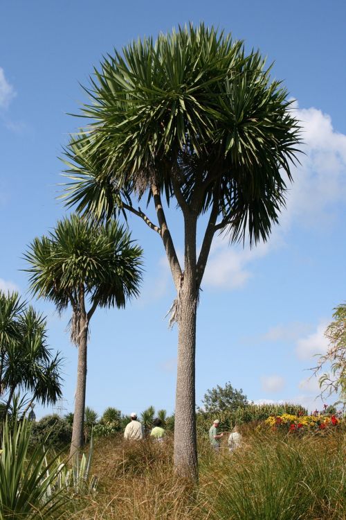 palm trees cordyline australis botanical garden
