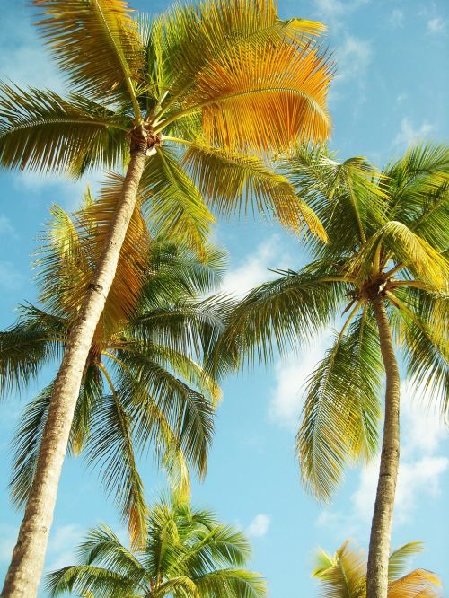 palm trees guadeloupe beach