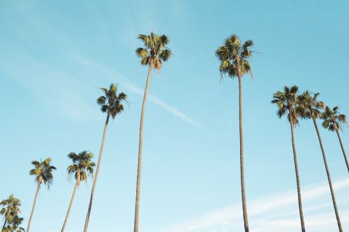 palm trees upward tropical