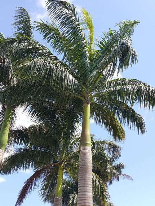 palm trees sky zanzibar