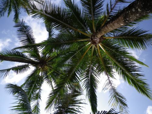 palm trees sky clouds