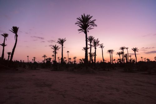 palm trees palm sunset