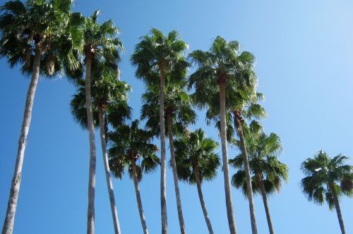 palm trees florida vacation