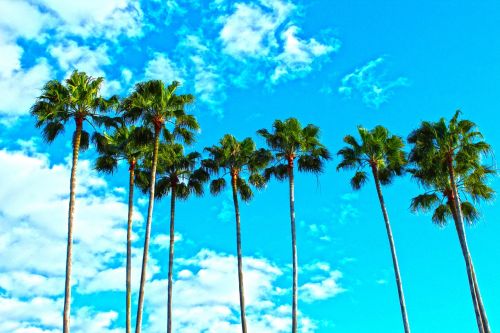 palm trees florida tropical